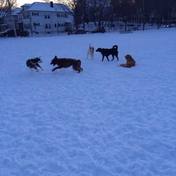 Dog Park at Roger's Park